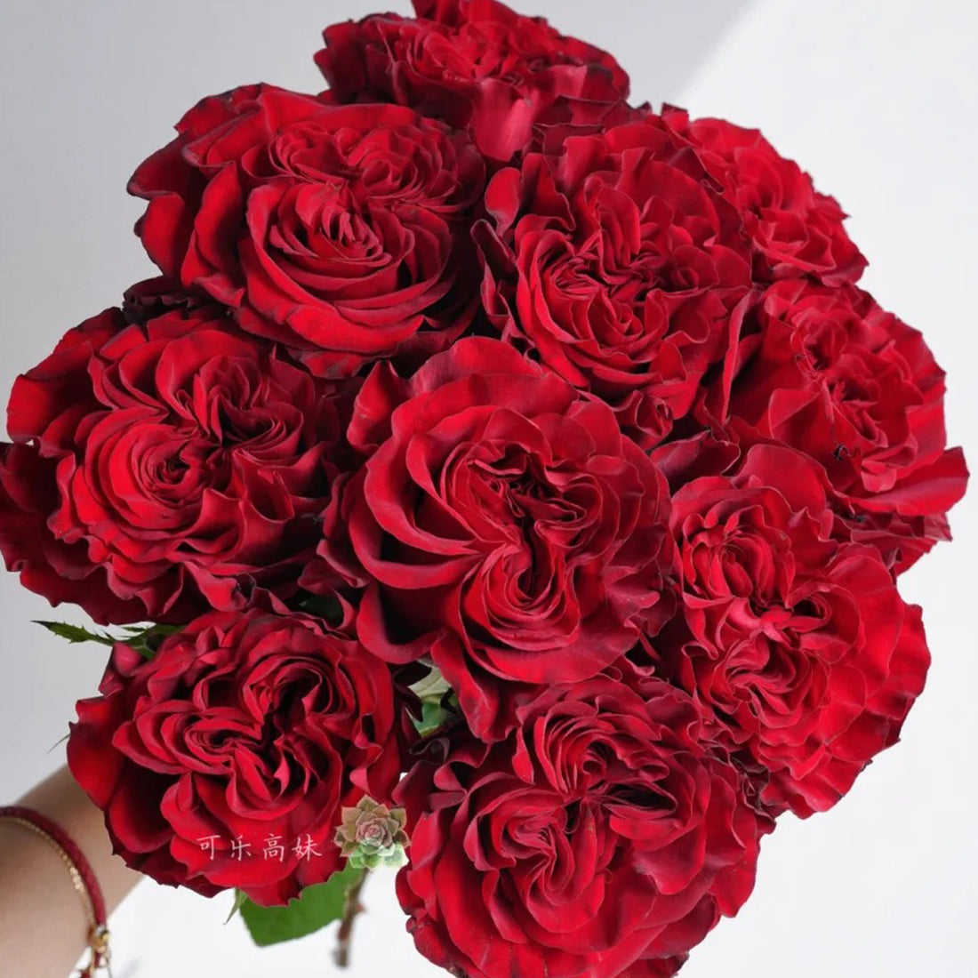 Dutch Florist Shrub Rose Inspired by Wanted