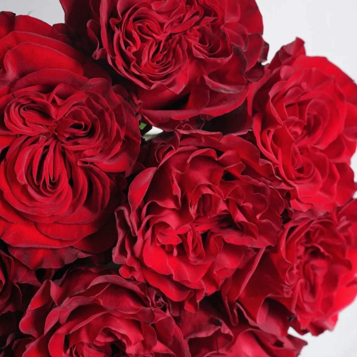 Dutch Florist Shrub Rose Inspired by Wanted