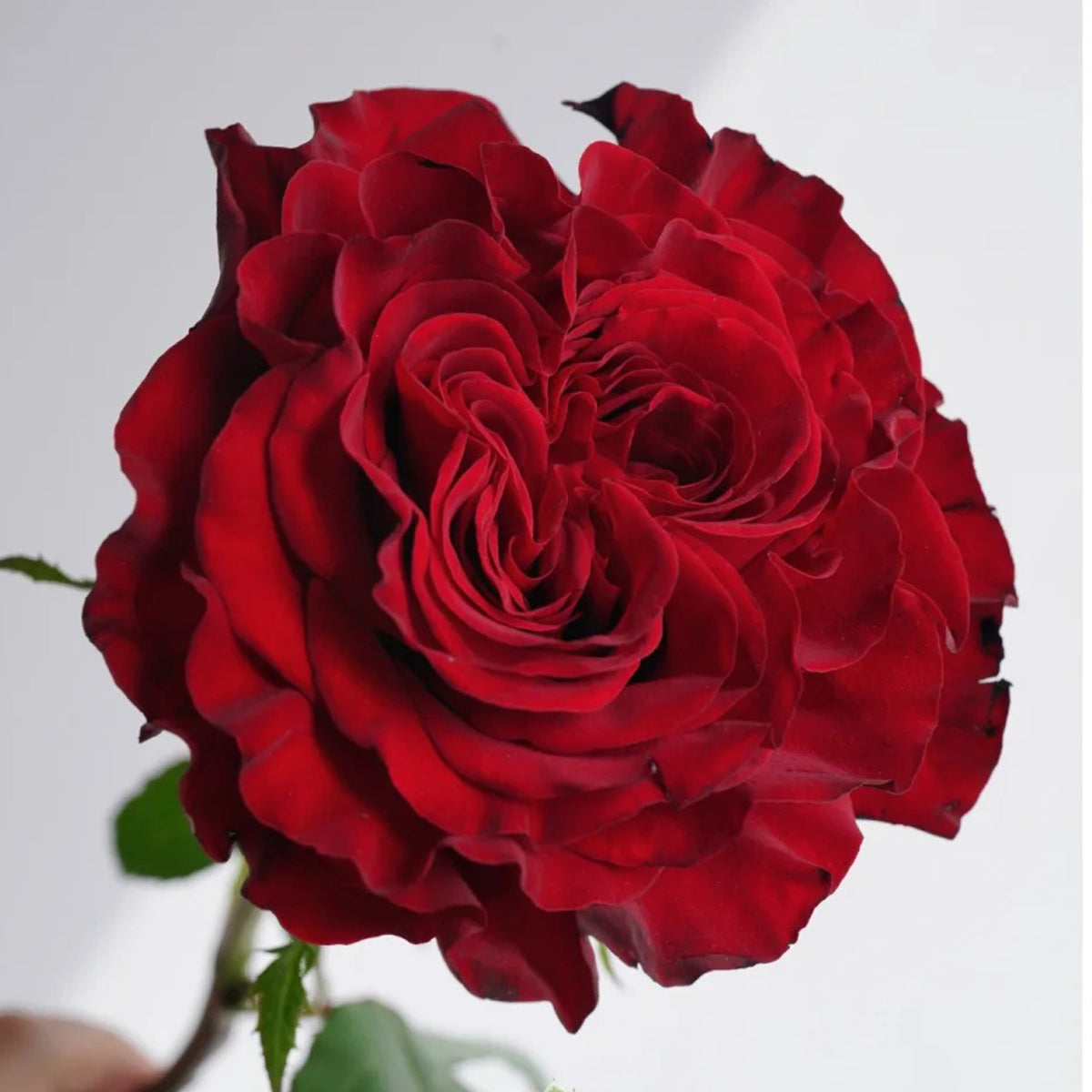 Dutch Florist Shrub Rose Inspired by Wanted