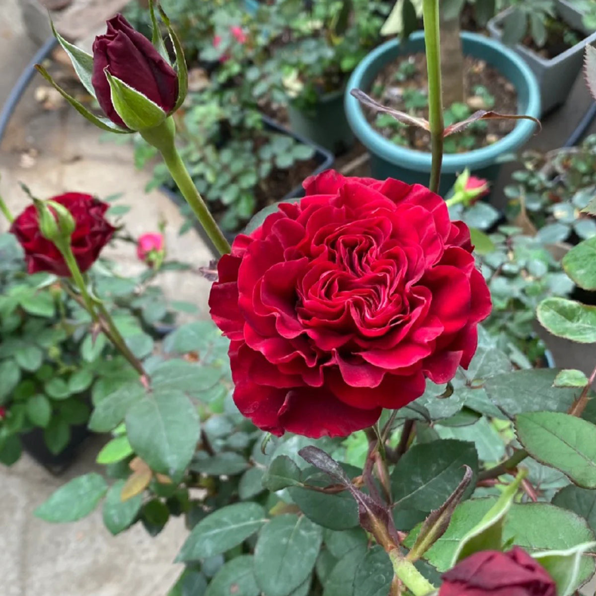 Dutch Florist Shrub Rose Inspired by Wanted