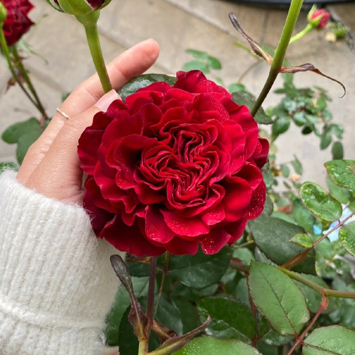 Dutch Florist Shrub Rose Inspired by Wanted