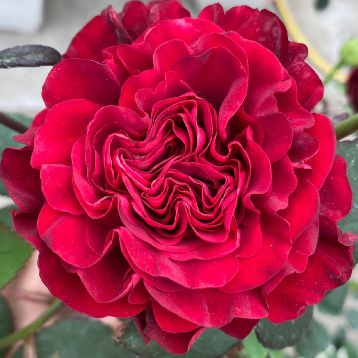 Dutch Florist Shrub Rose Inspired by Wanted