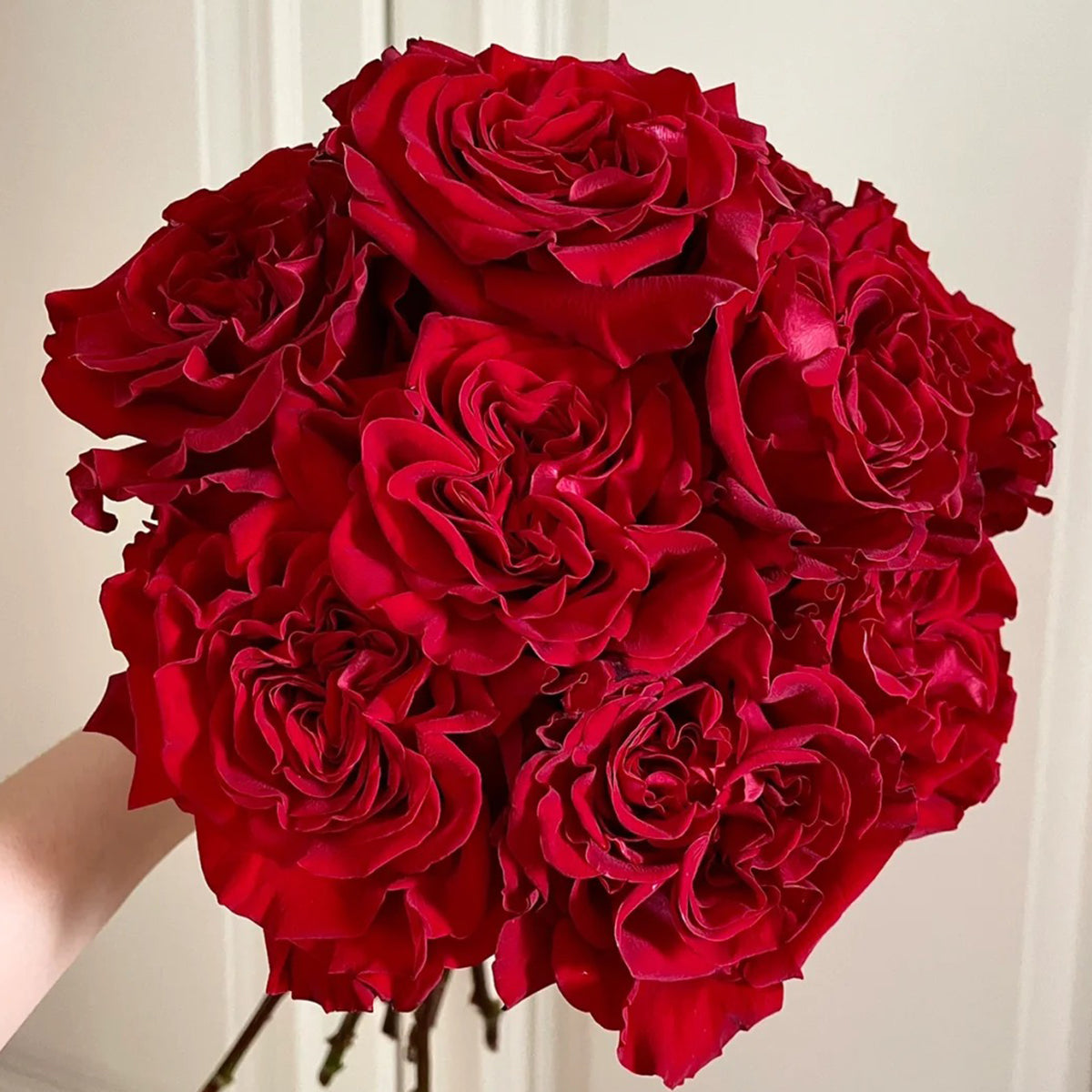 Dutch Florist Shrub Rose Inspired by Wanted