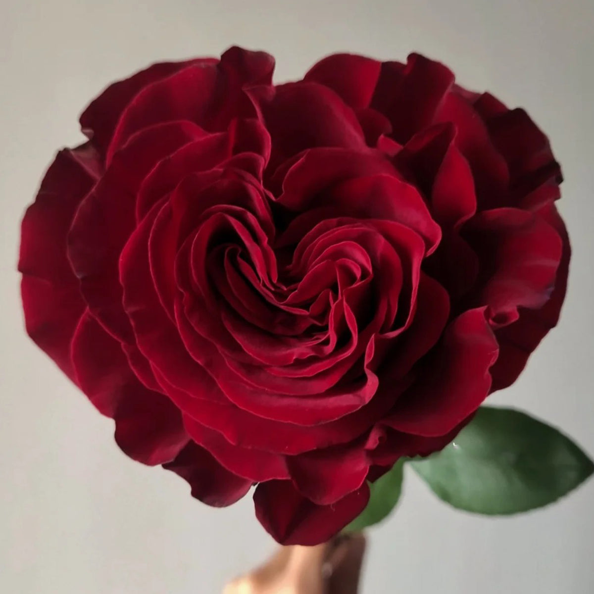 Dutch Florist Shrub Rose Inspired by Wanted