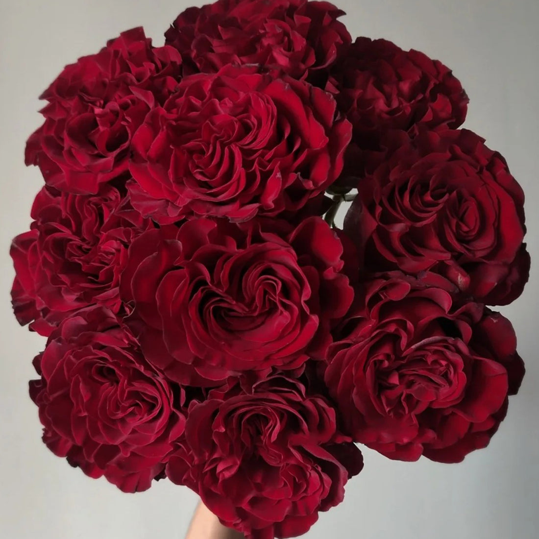 Dutch Florist Shrub Rose Inspired by Wanted