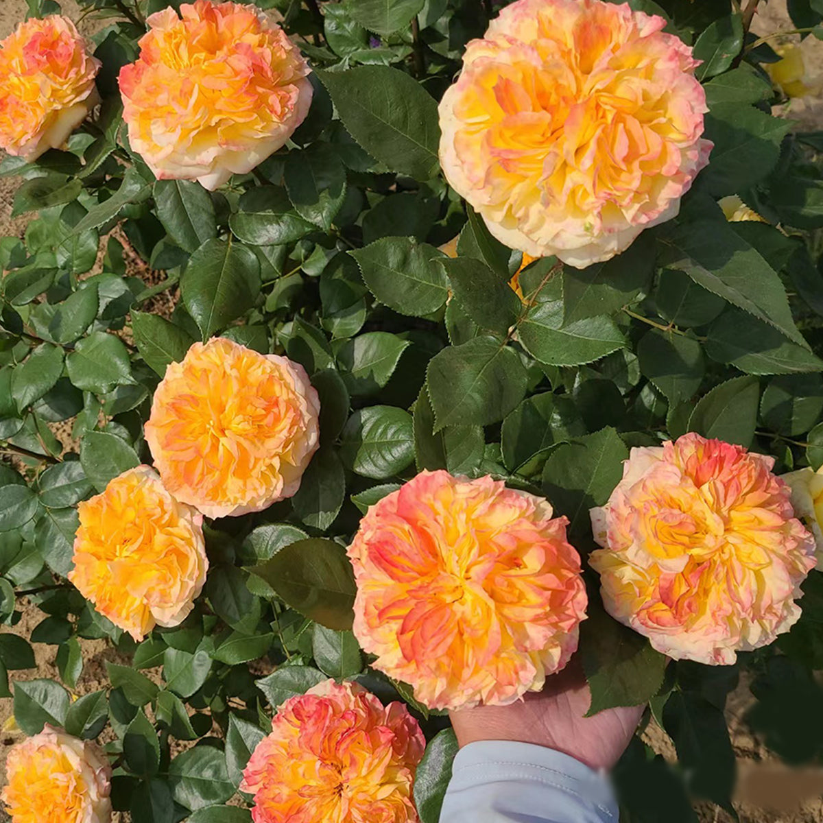 French Garden Shrub Rose Inspired by Henri Delbard