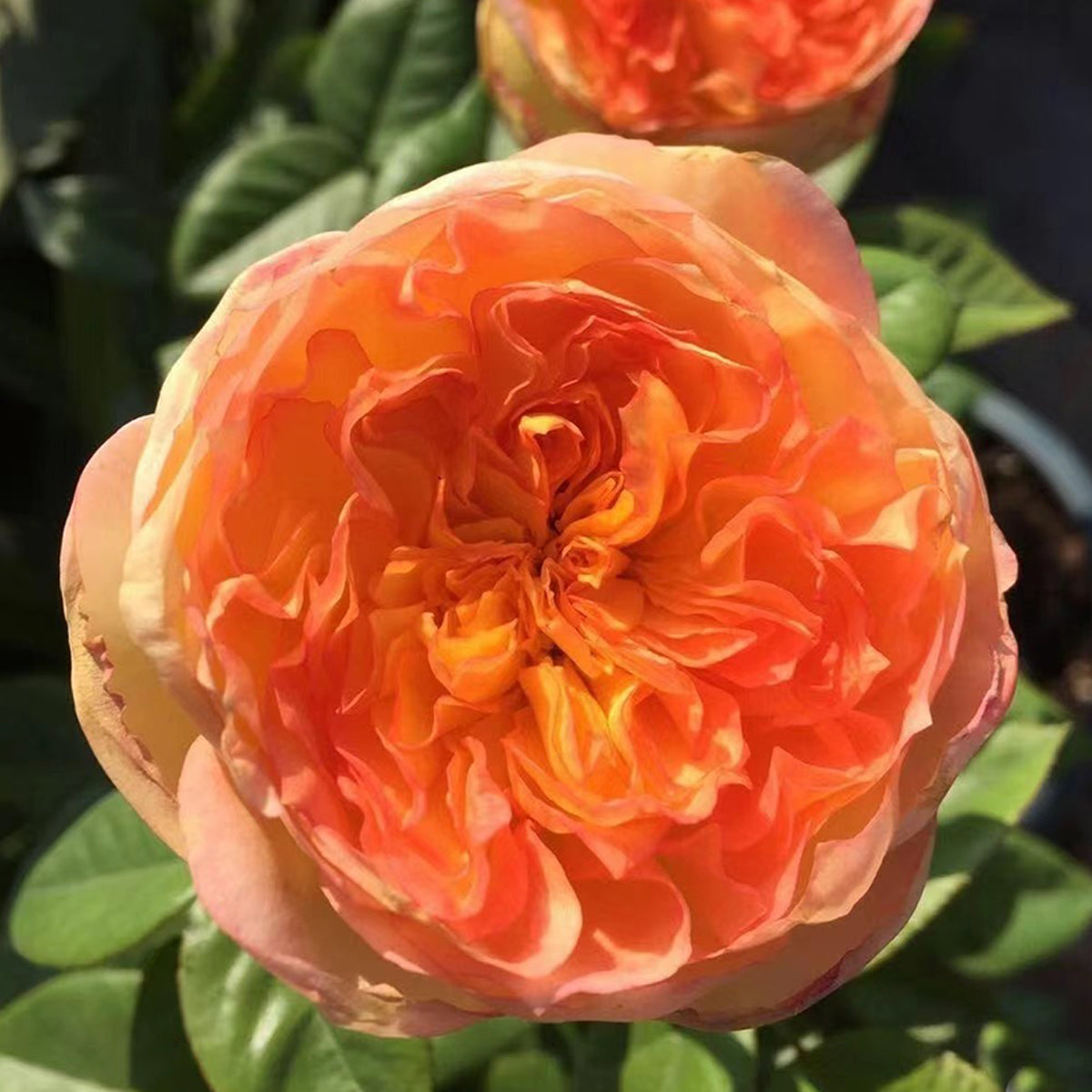 French Garden Shrub Rose Inspired by Henri Delbard