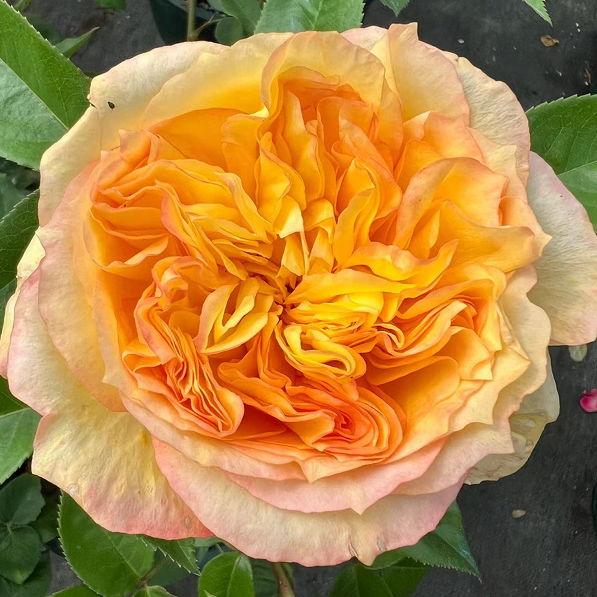 French Garden Shrub Rose Inspired by Henri Delbard