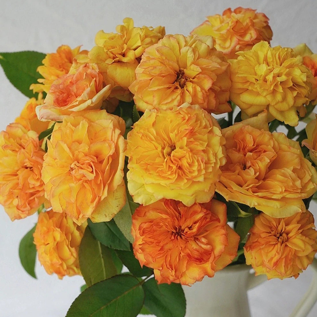 French Garden Shrub Rose Inspired by Henri Delbard