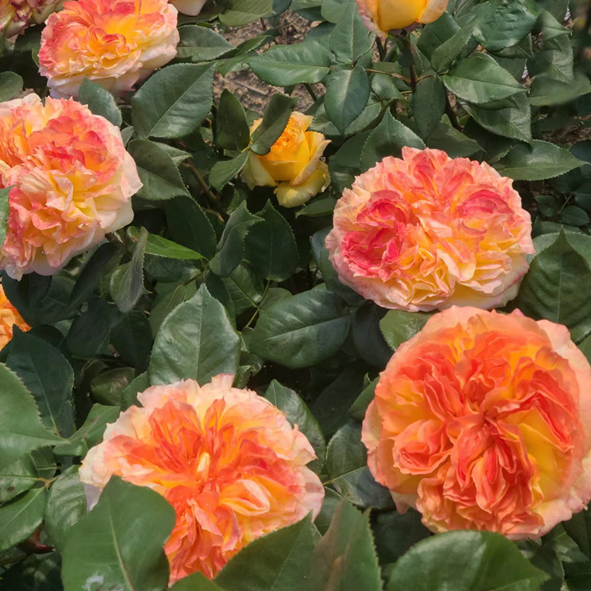 French Garden Shrub Rose Inspired by Henri Delbard