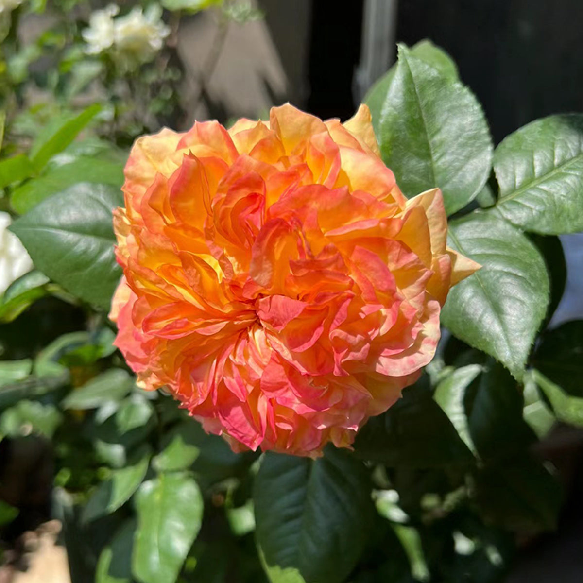 French Garden Shrub Rose Inspired by Henri Delbard