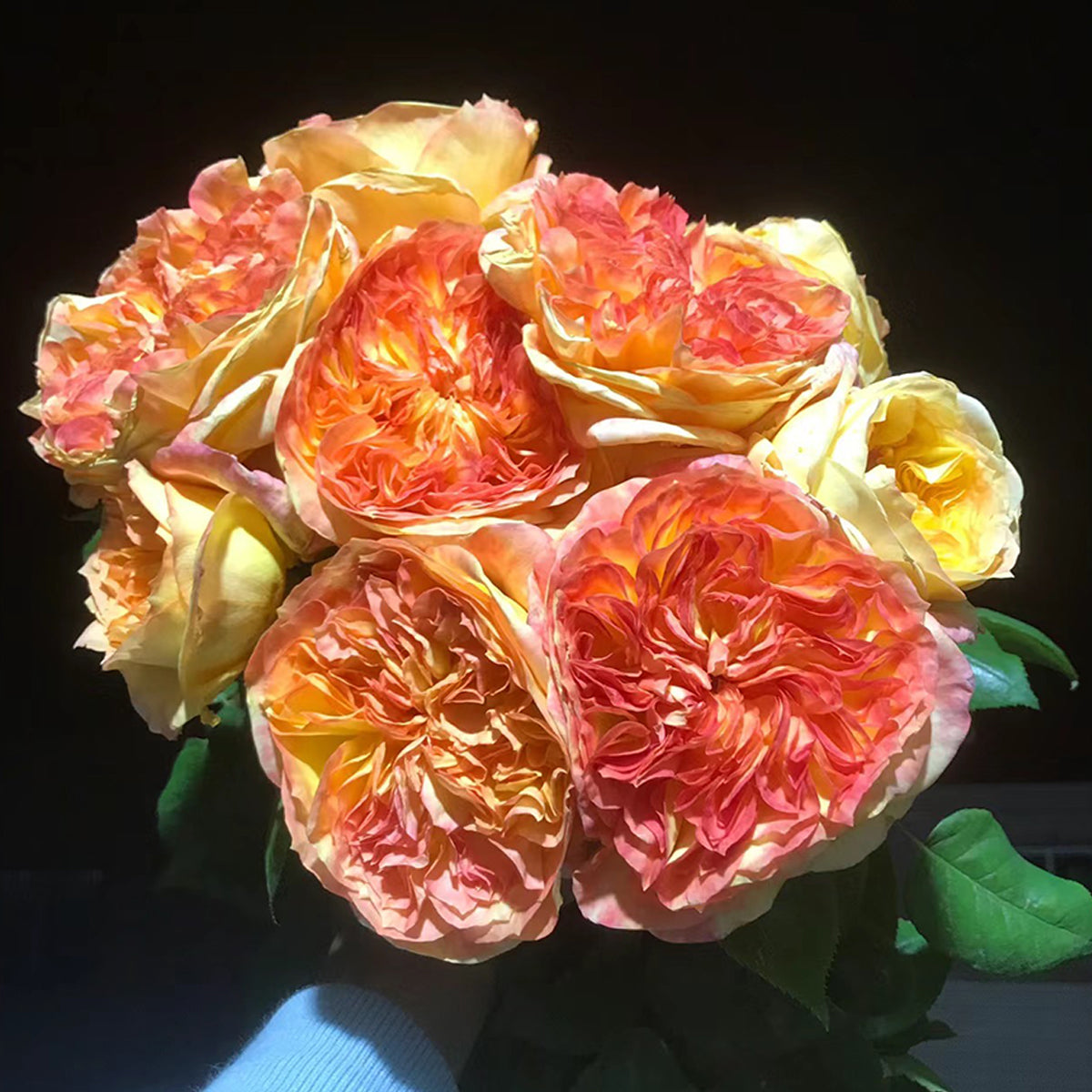 French Garden Shrub Rose Inspired by Henri Delbard