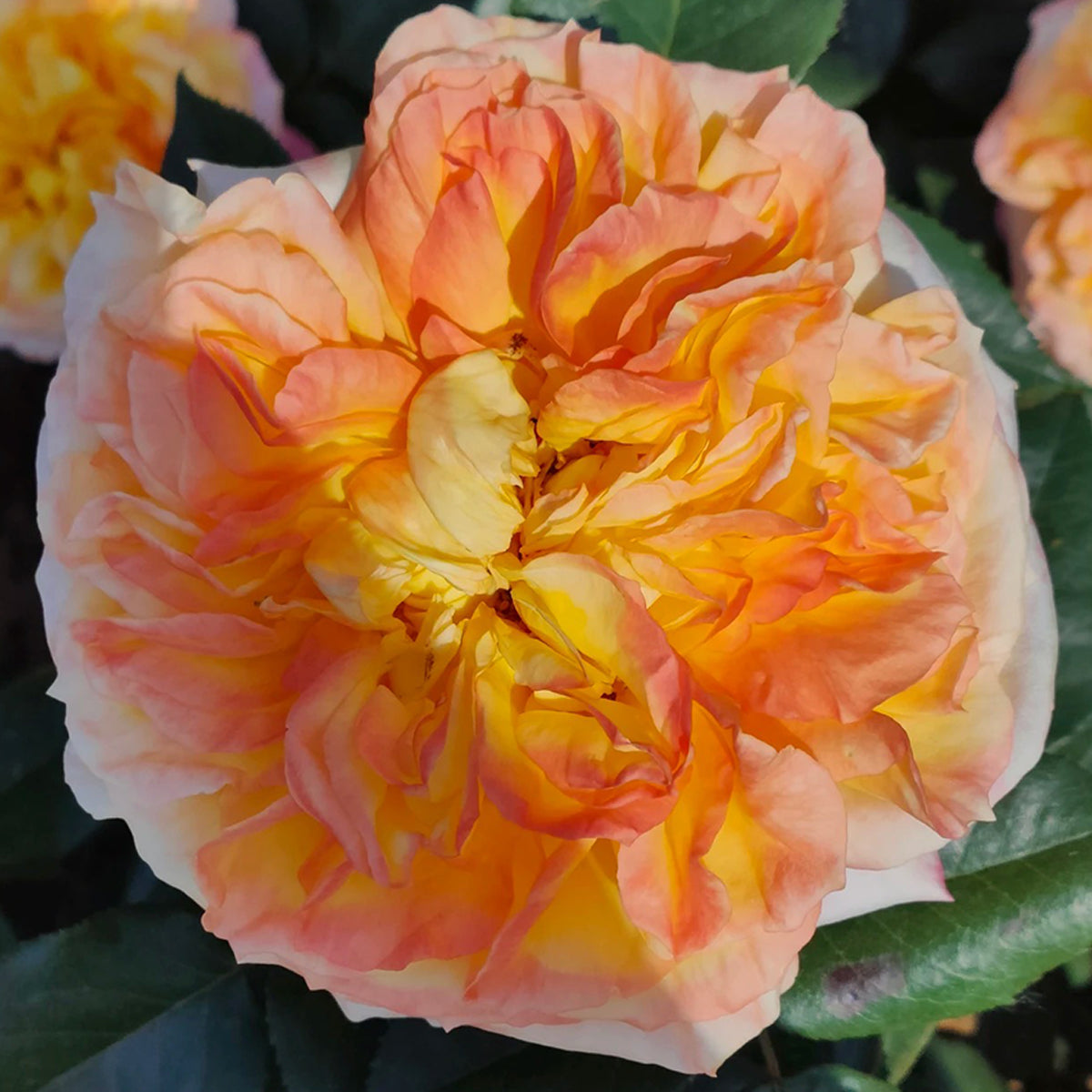 French Garden Shrub Rose Inspired by Henri Delbard