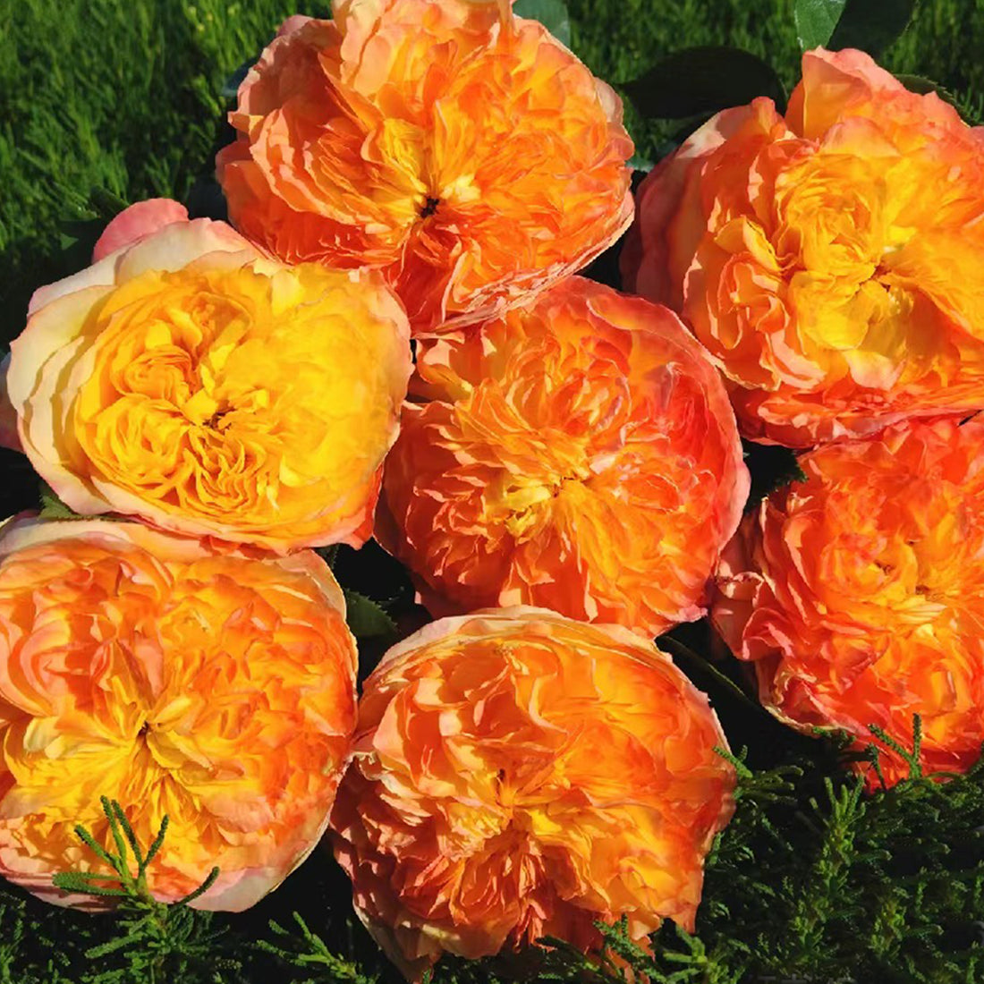 French Garden Shrub Rose Inspired by Henri Delbard