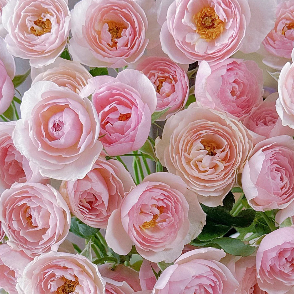 AUSblush English Garden Climbing Rose