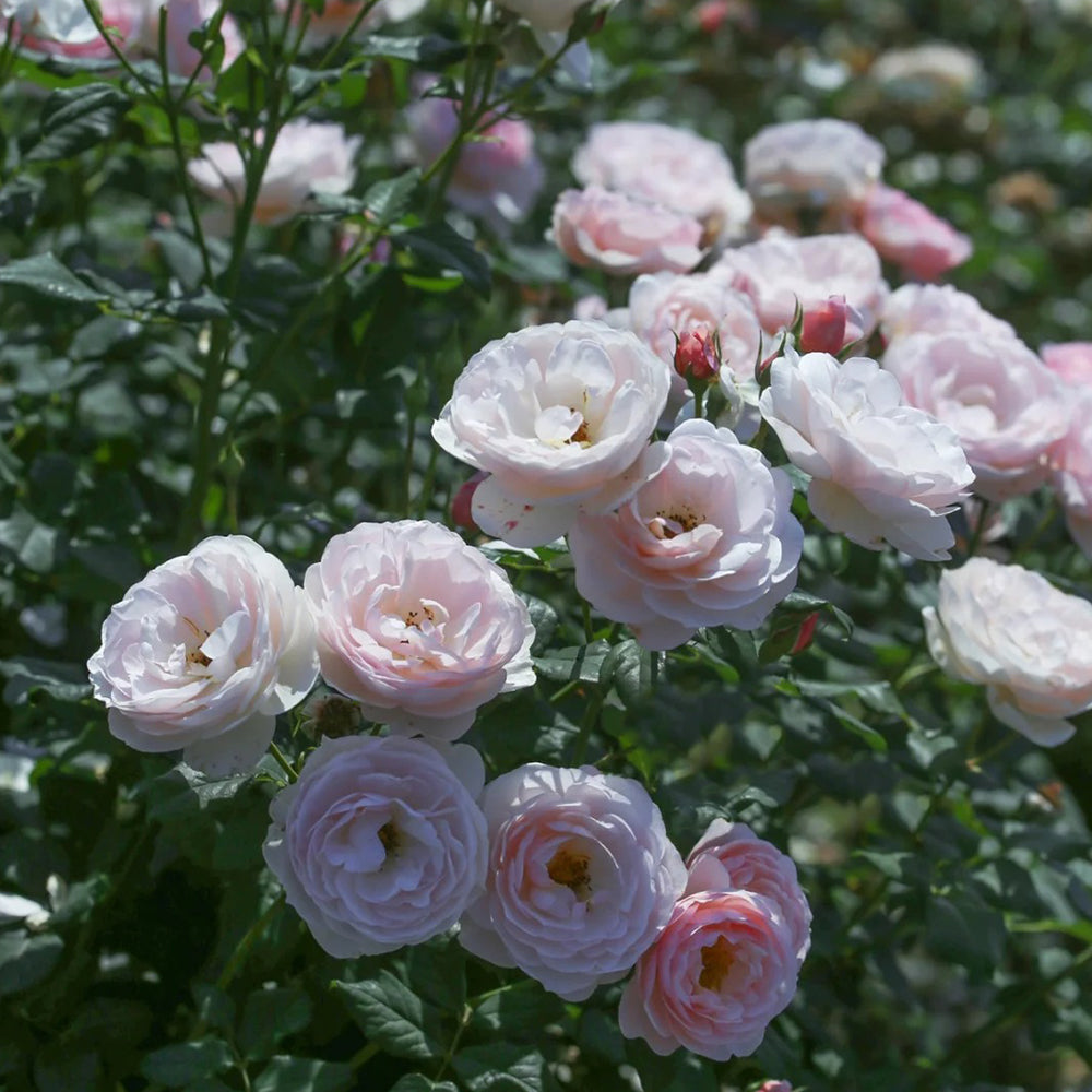 AUSblush English Garden Climbing Rose