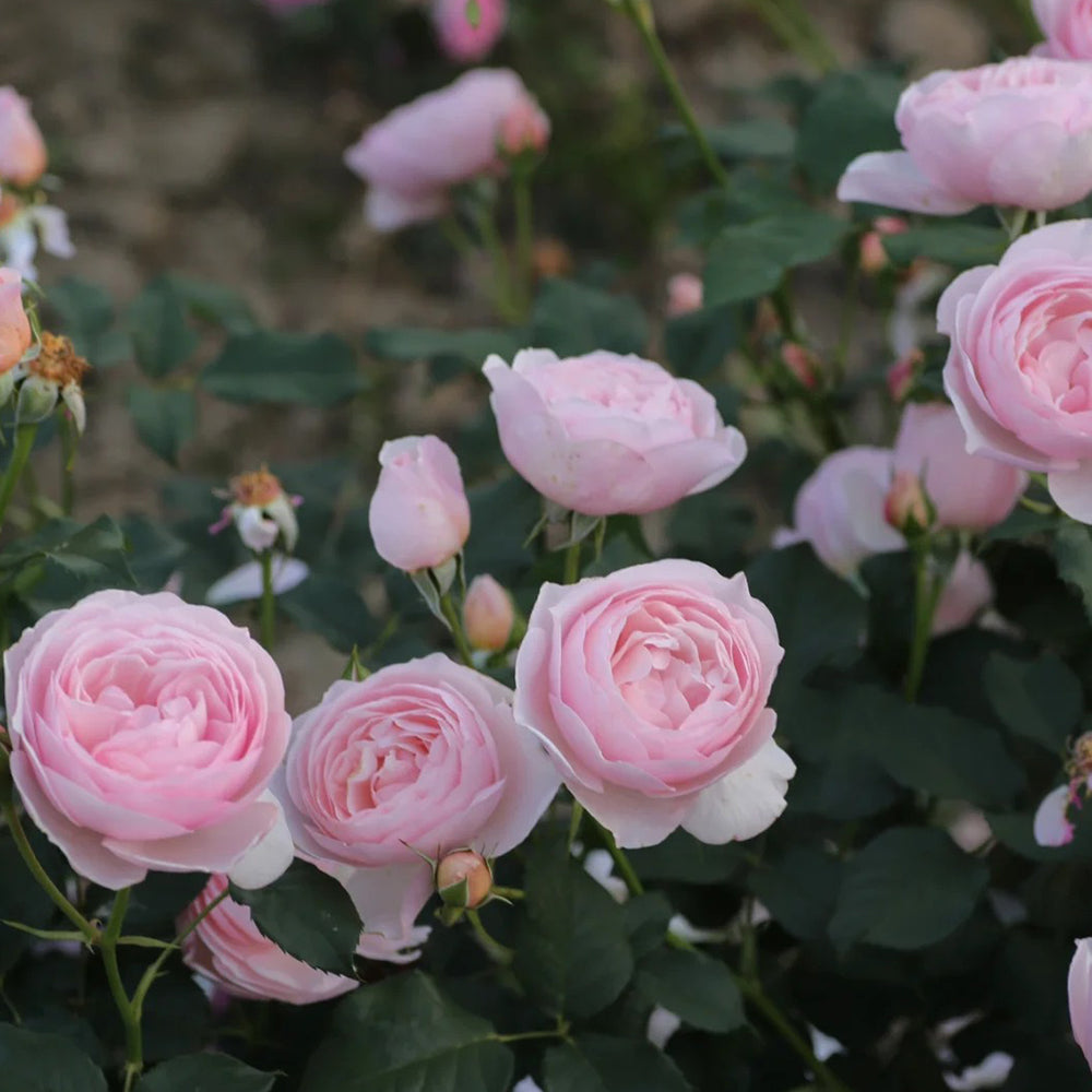 AUSblush English Garden Climbing Rose