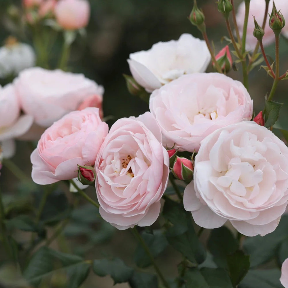 AUSblush English Garden Climbing Rose