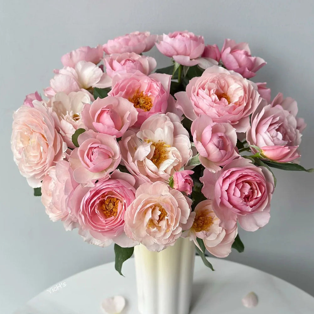 AUSblush English Garden Climbing Rose