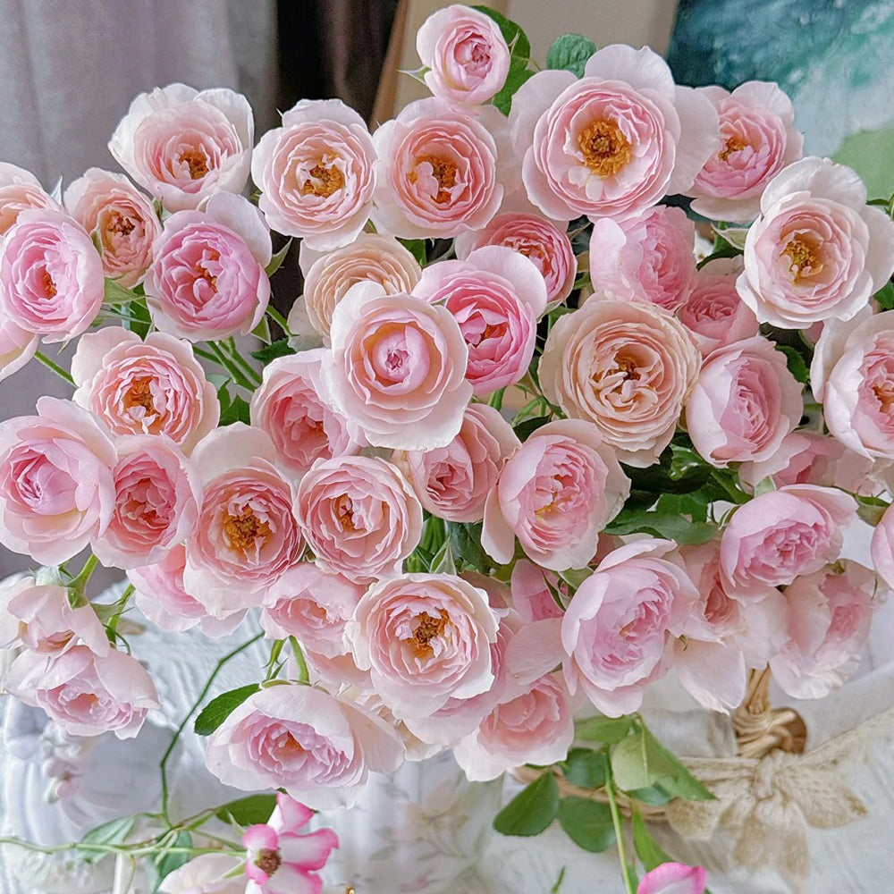 AUSblush English Garden Climbing Rose