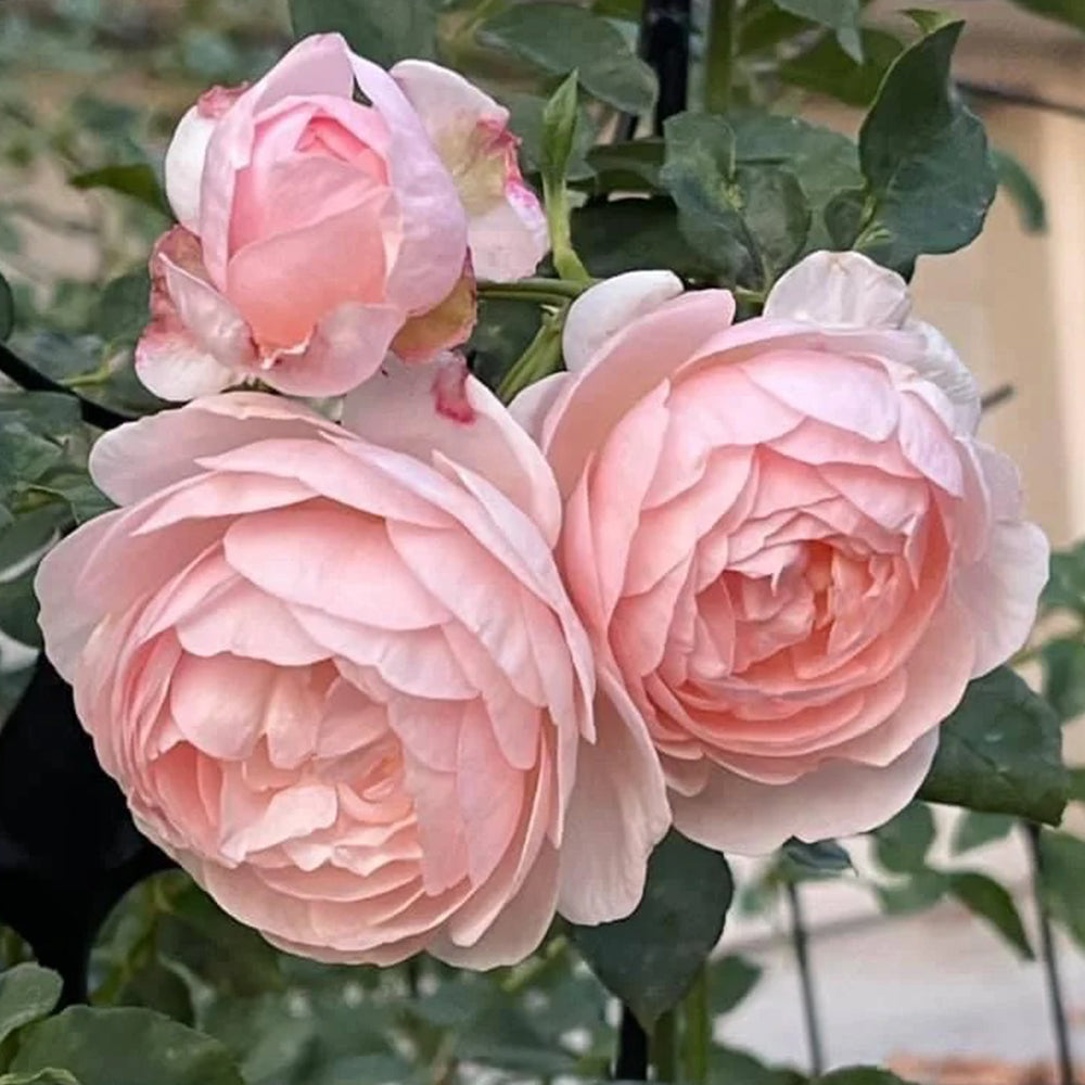 AUSblush English Garden Climbing Rose