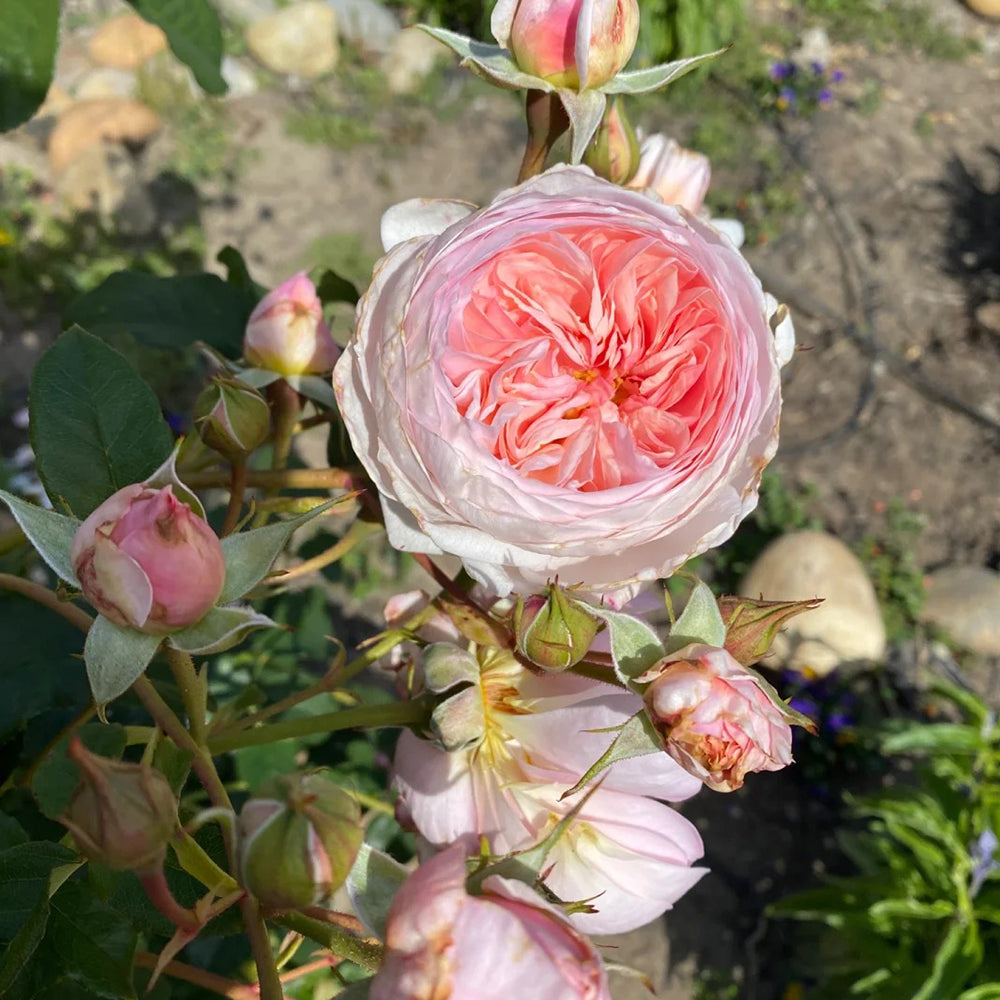 AUSblush English Garden Climbing Rose