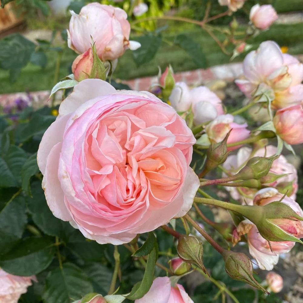 AUSblush English Garden Climbing Rose