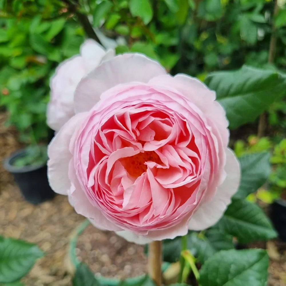 AUSblush English Garden Climbing Rose