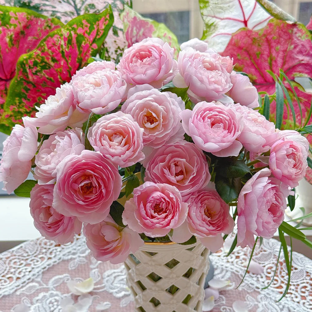 AUSblush English Garden Climbing Rose