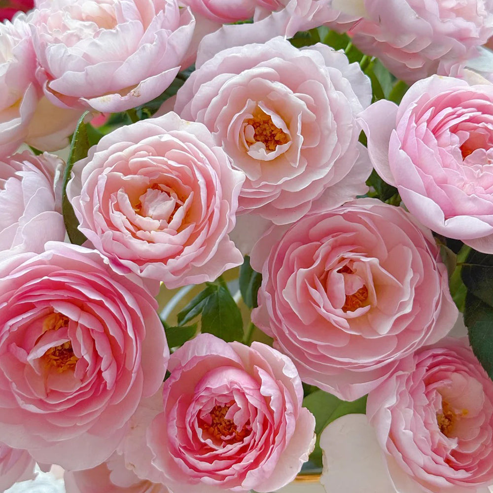 AUSblush English Garden Climbing Rose