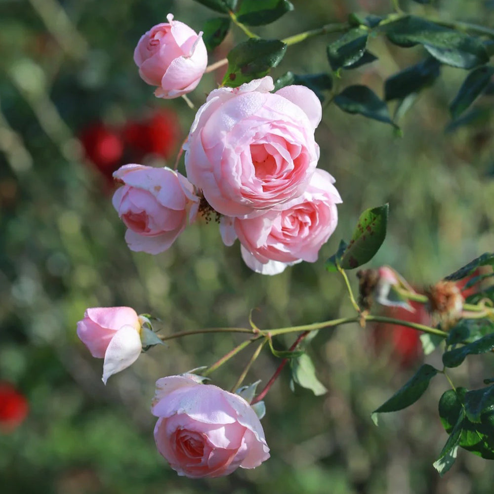 AUSblush English Garden Climbing Rose