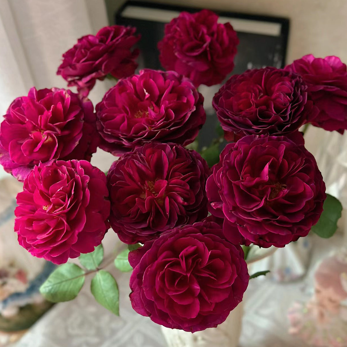 Hiraku Japanese Florist Shrub Rose