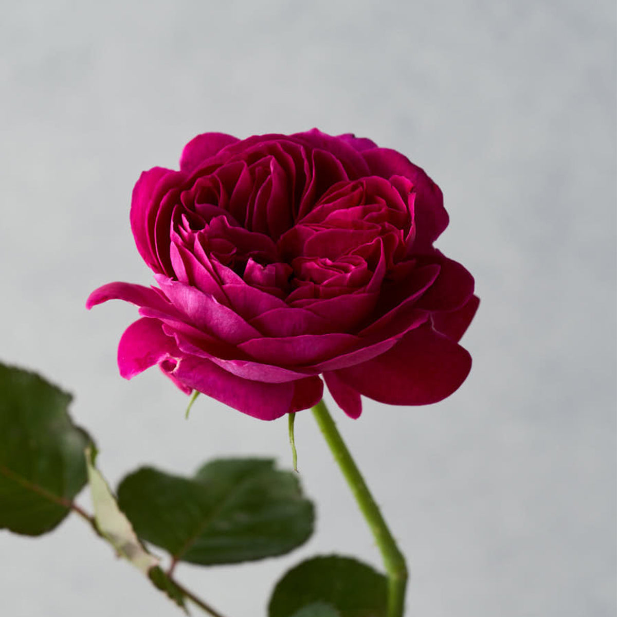 Hiraku Japanese Florist Shrub Rose