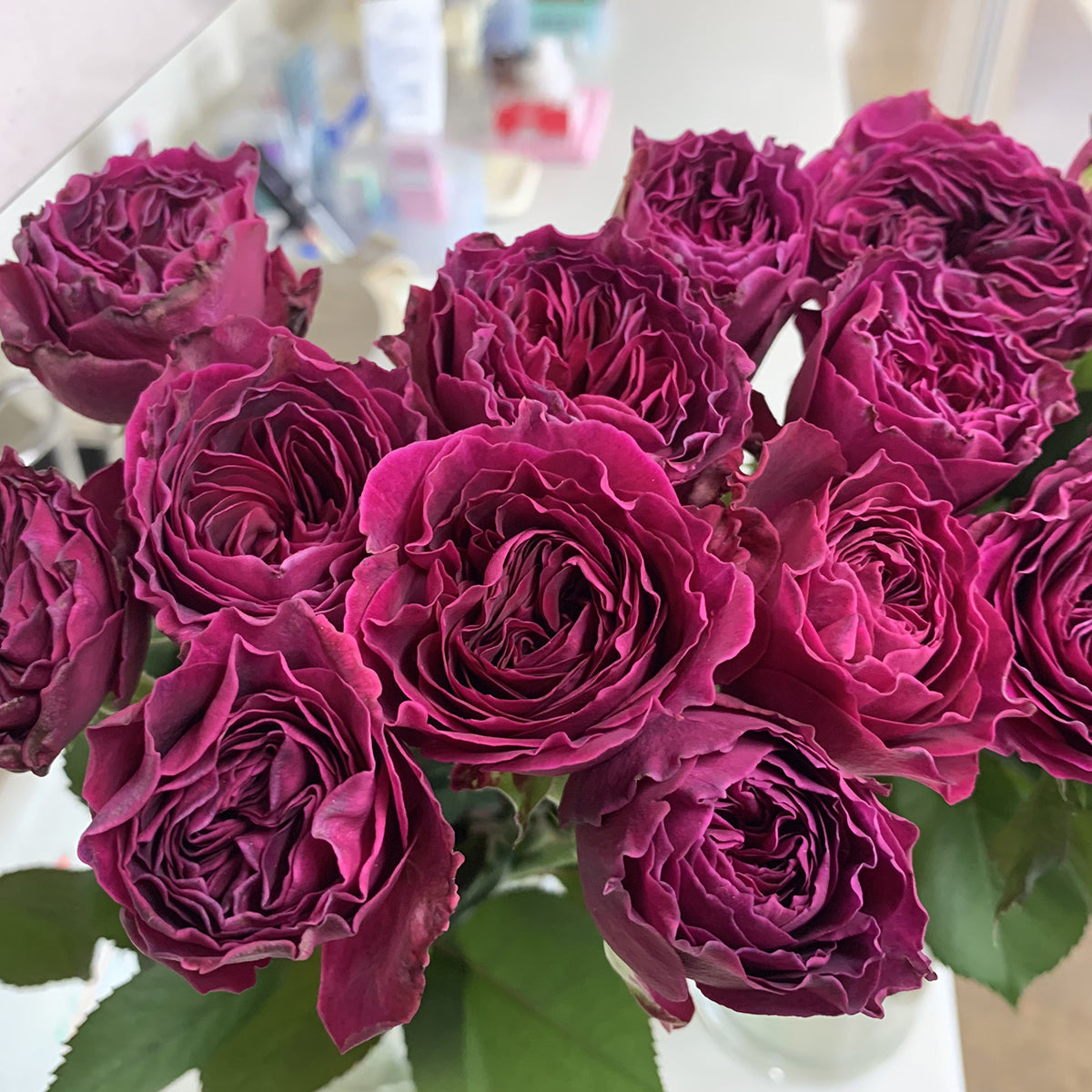 Hiraku Japanese Florist Shrub Rose