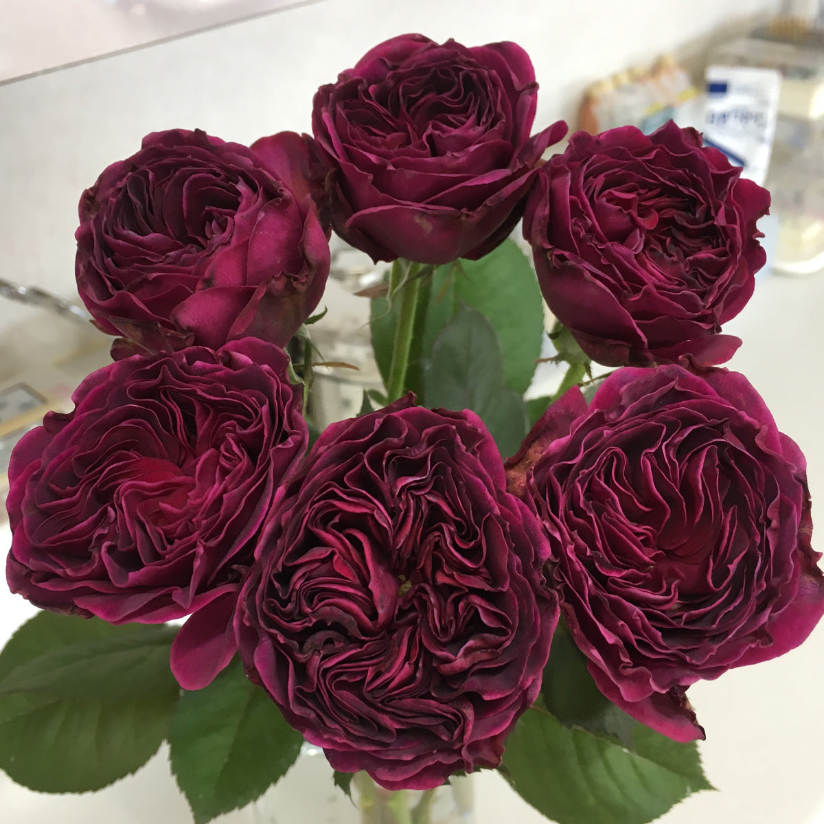 Hiraku Japanese Florist Shrub Rose