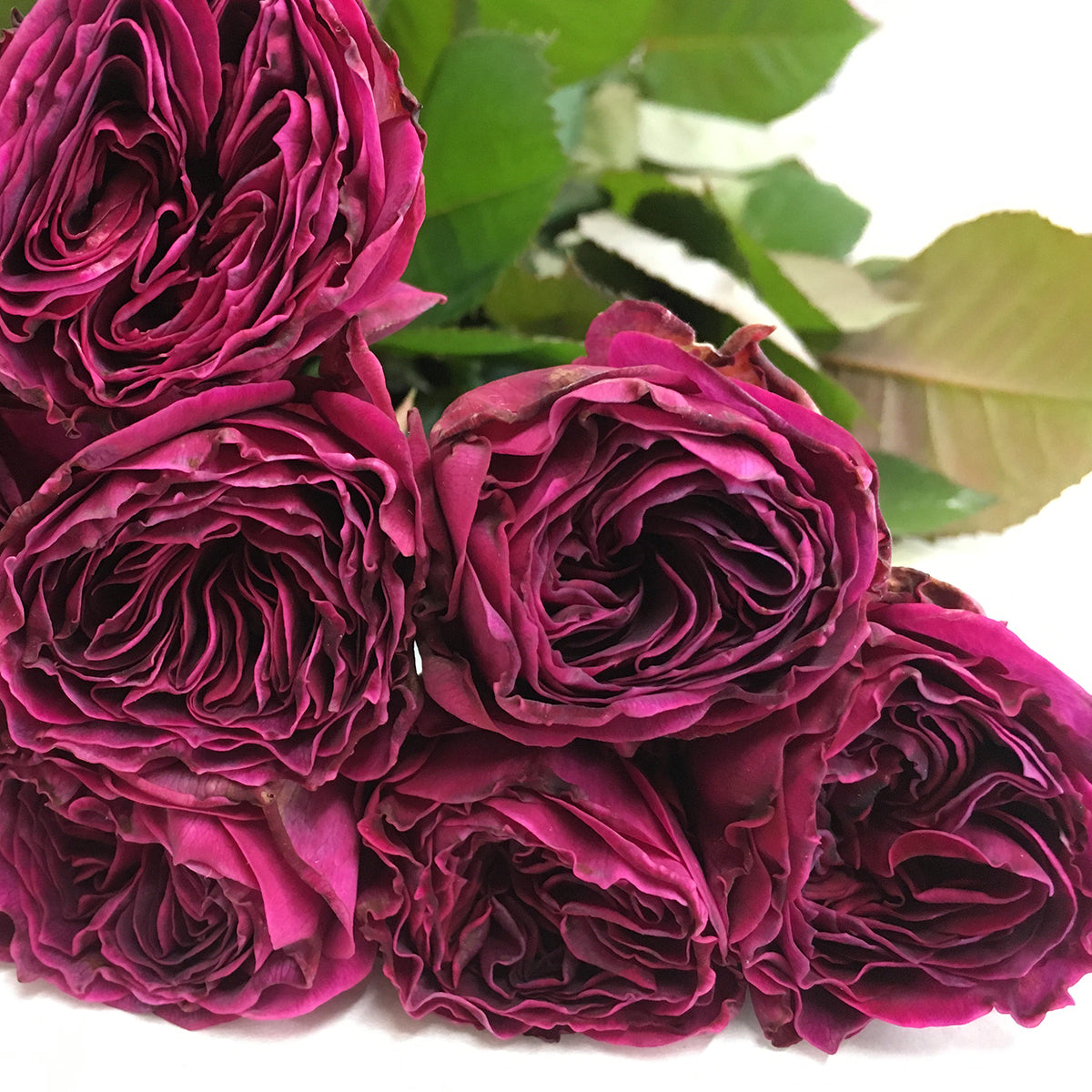 Hiraku Japanese Florist Shrub Rose