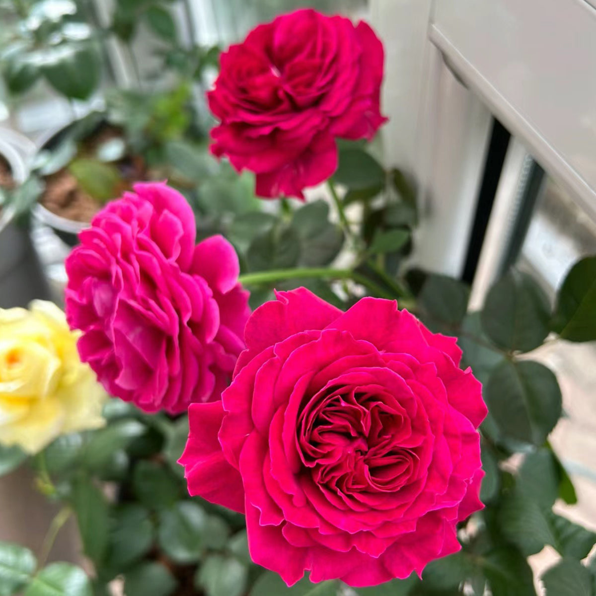Hiraku Japanese Florist Shrub Rose