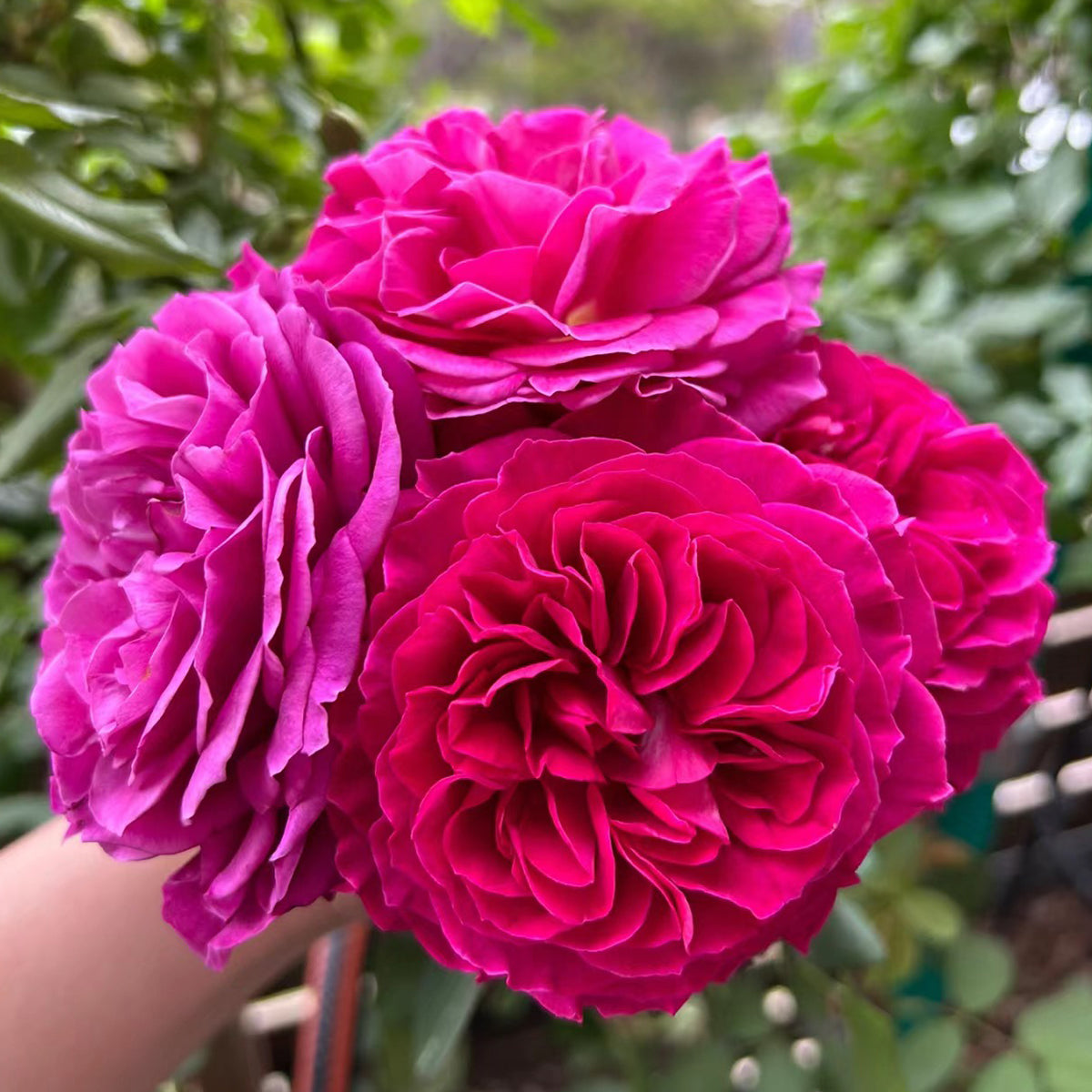Hiraku Japanese Florist Shrub Rose