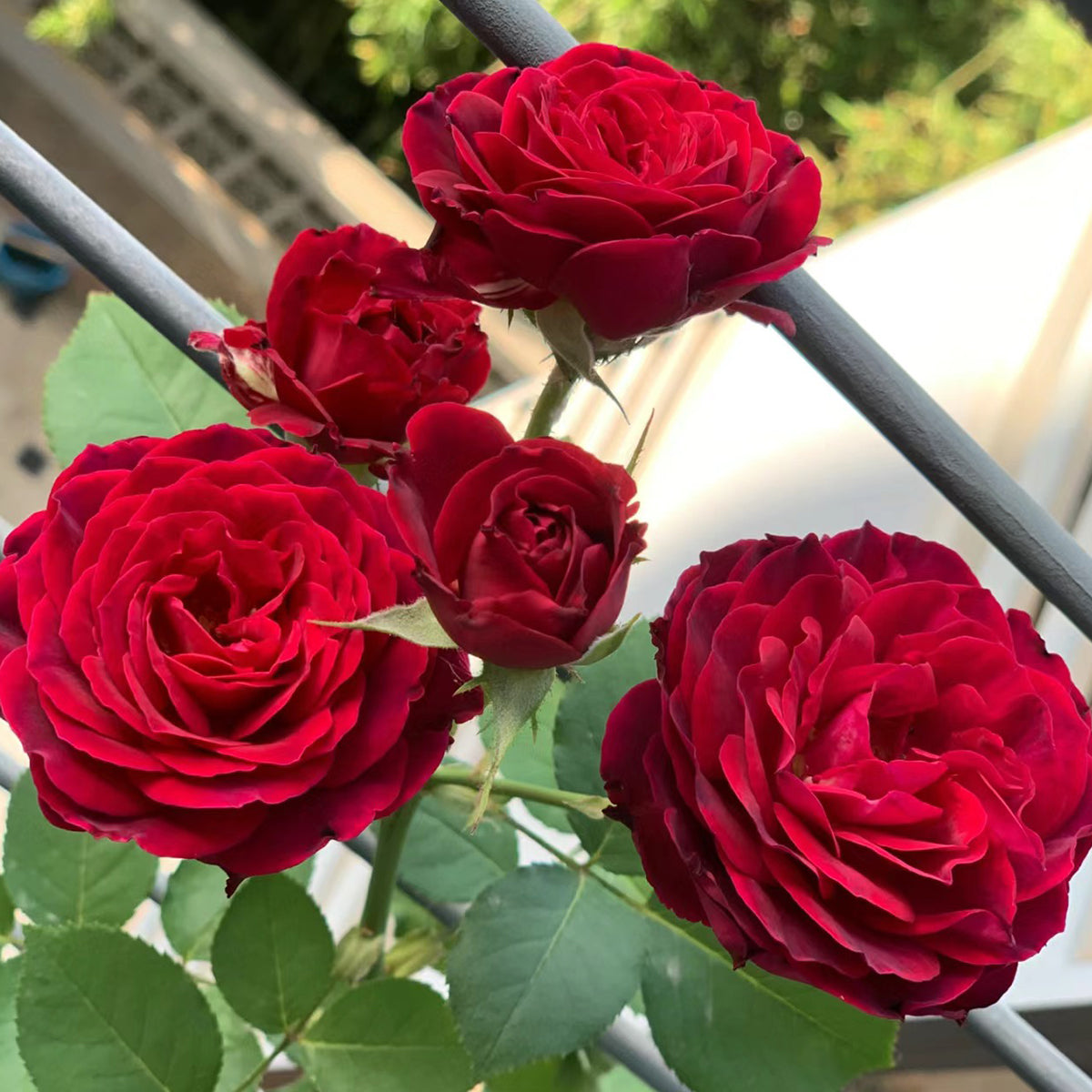Hiraku Japanese Florist Shrub Rose