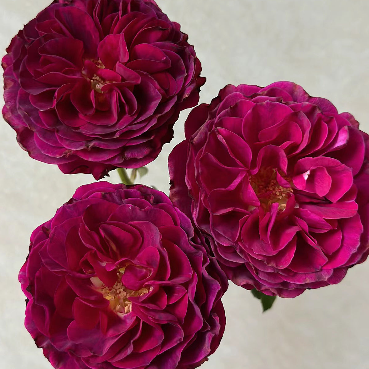 Hiraku Japanese Florist Shrub Rose