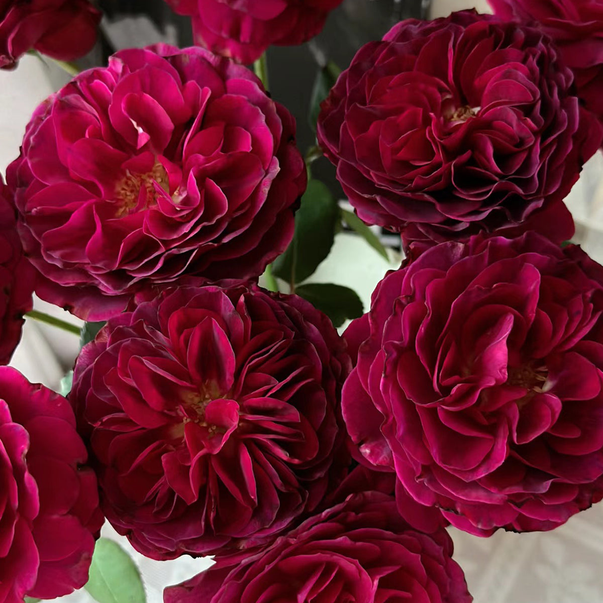 Hiraku Japanese Florist Shrub Rose