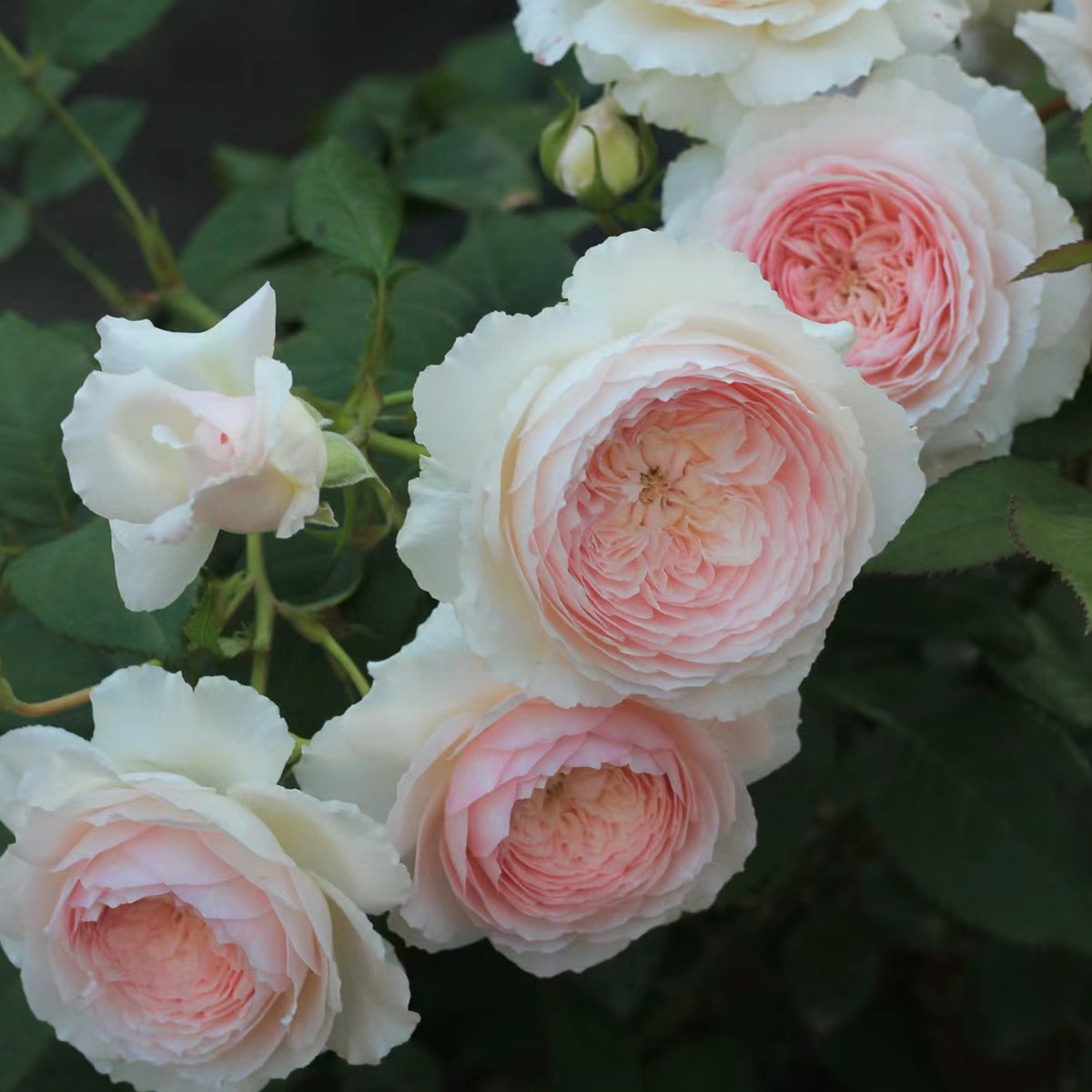 Hiyori Japanese Garden Shrub Rose