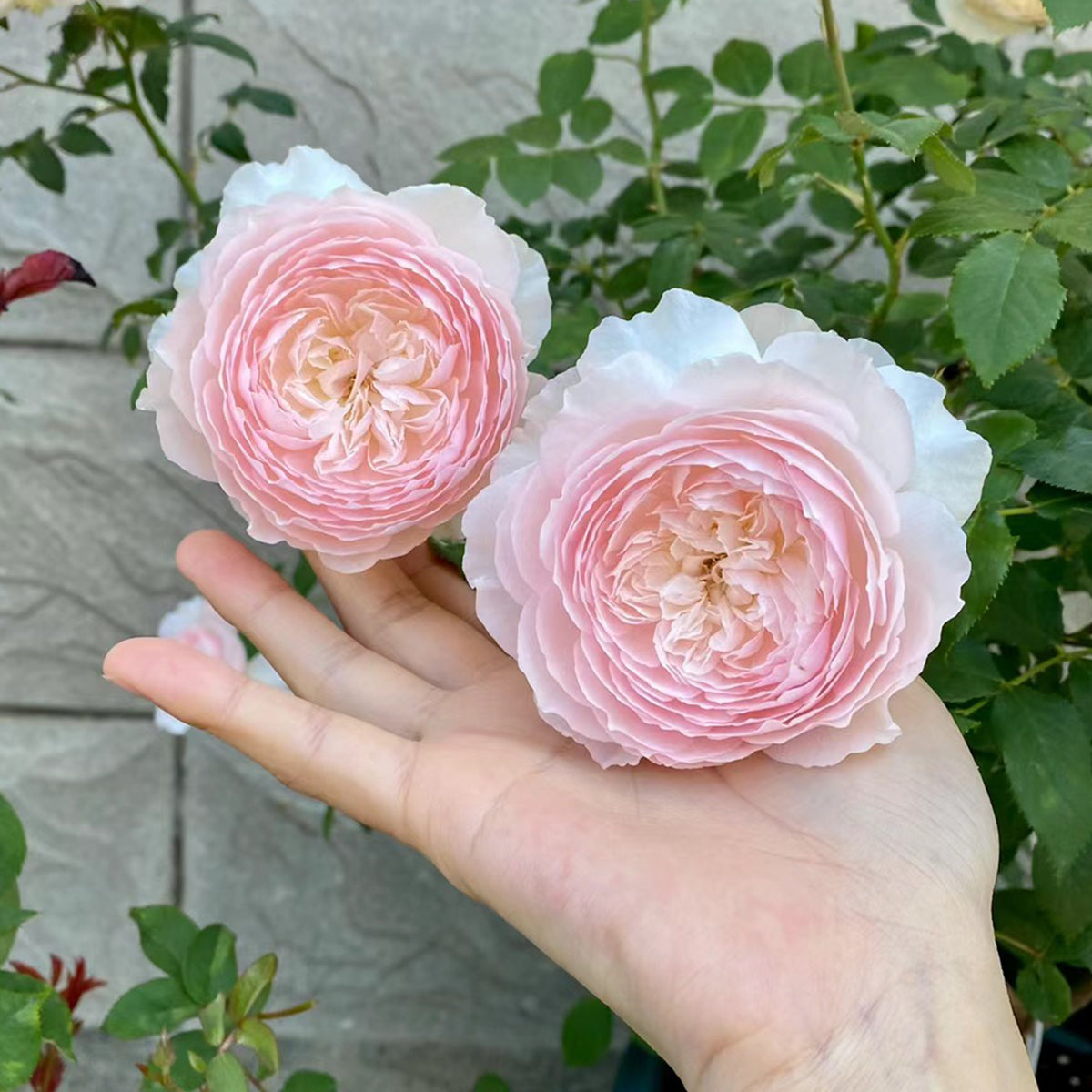 Hiyori Japanese Garden Shrub Rose