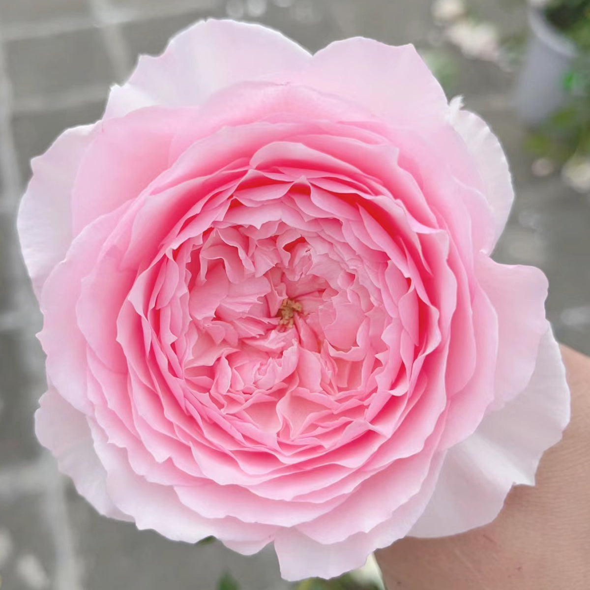 Hiyori Japanese Garden Shrub Rose