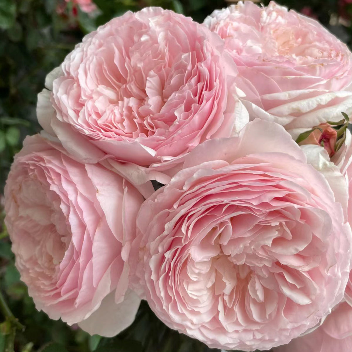 Hiyori Japanese Garden Shrub Rose