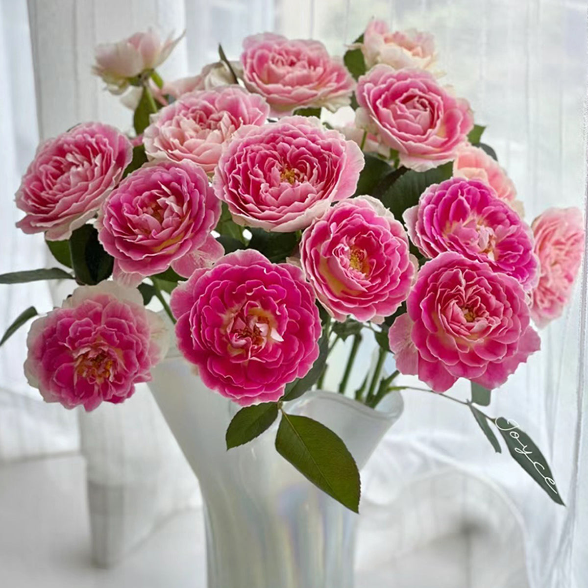 Dutch Florist Shrub Rose Inspired by Holiday Island Guernsey