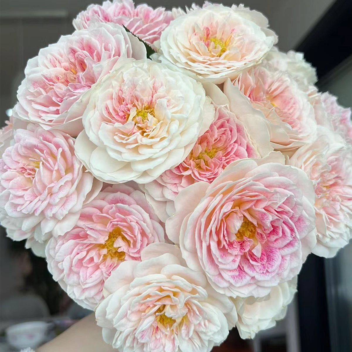 Dutch Florist Shrub Rose Inspired by Holiday Island Guernsey