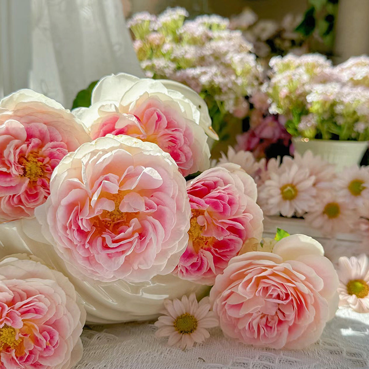 Dutch Florist Shrub Rose Inspired by Holiday Island Guernsey