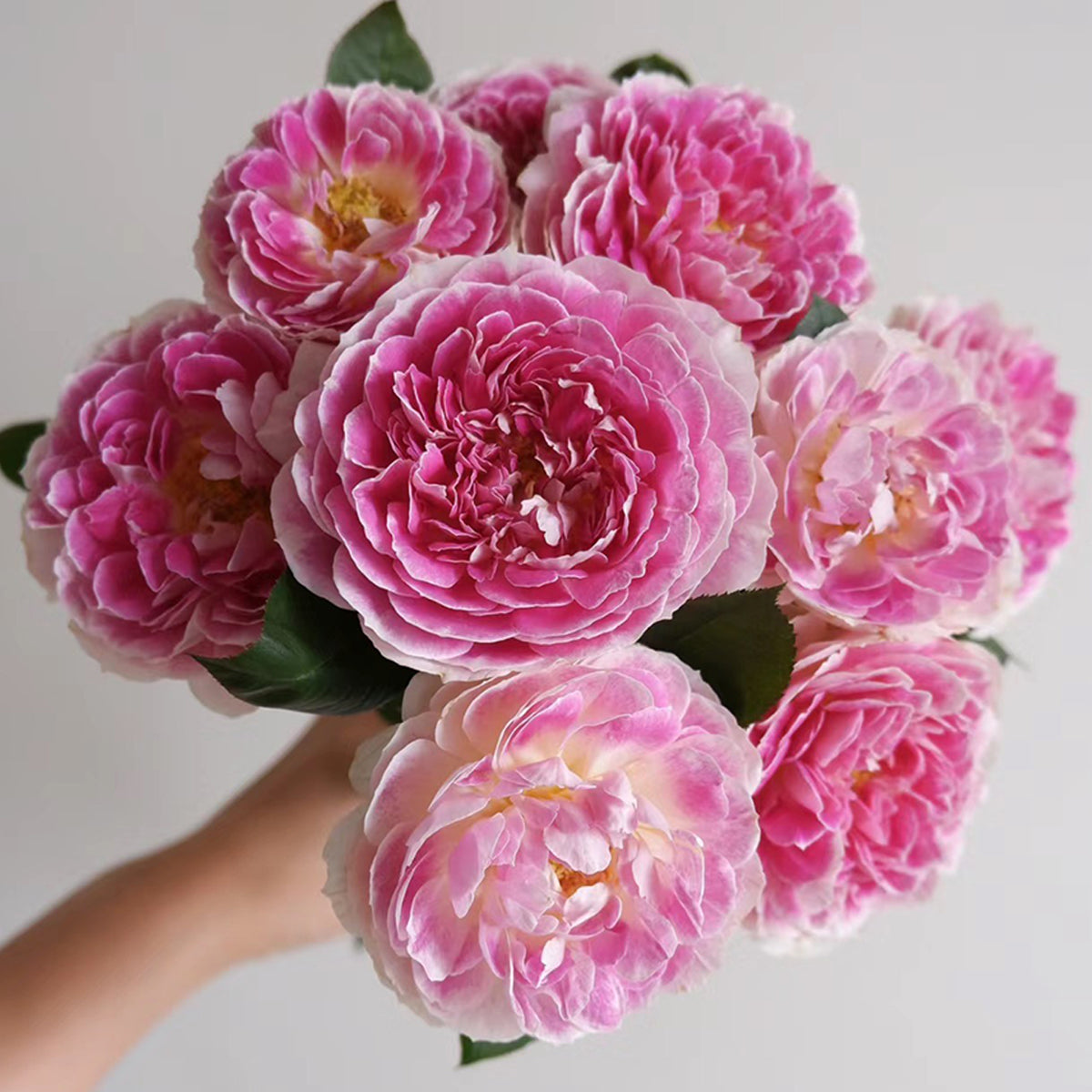 Dutch Florist Shrub Rose Inspired by Holiday Island Guernsey