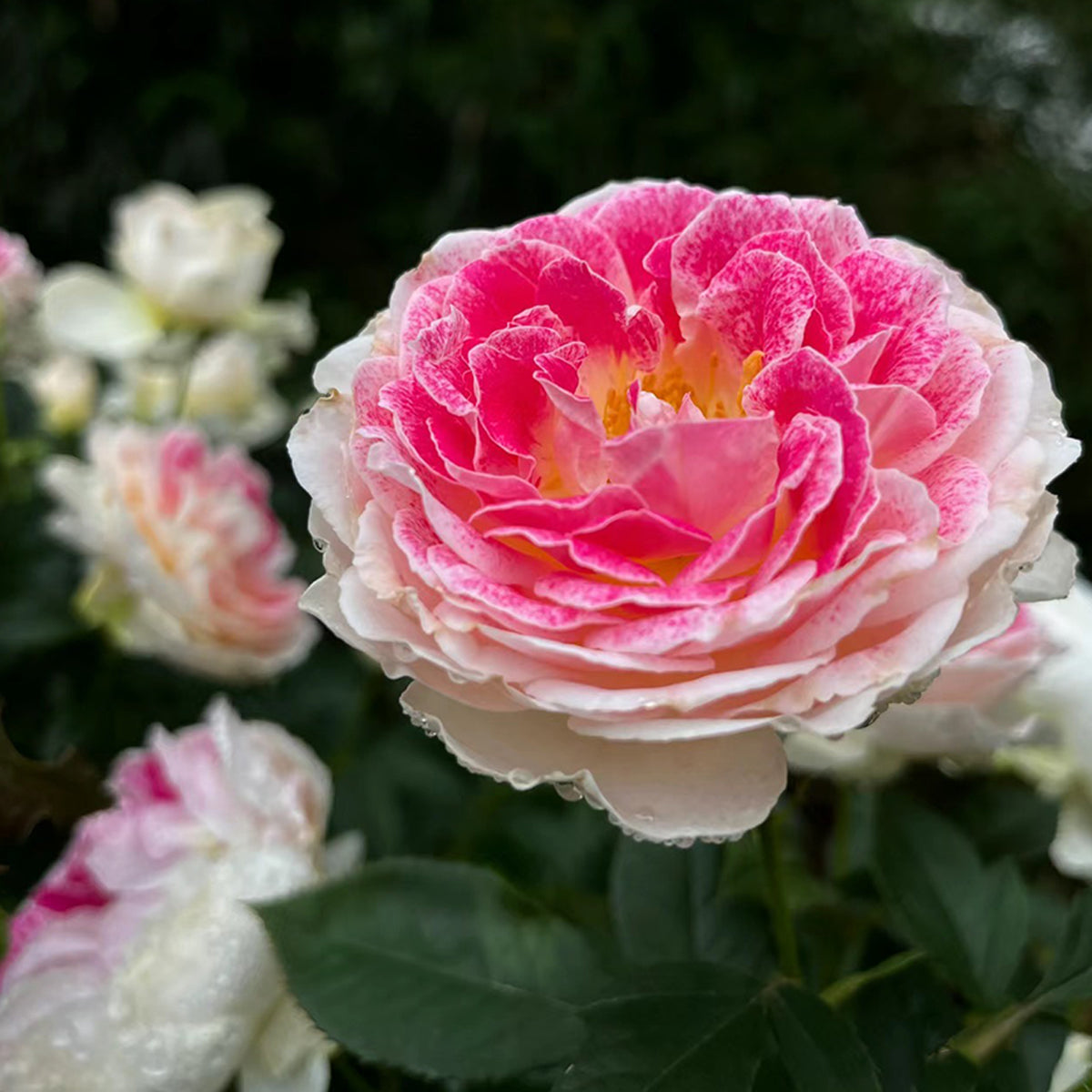 Dutch Florist Shrub Rose Inspired by Holiday Island Guernsey